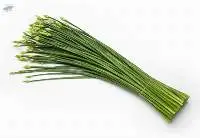 Chinese Chive Flowers (Dok-Kui-Chai)