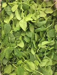 Crayon Spinach (Pakkom)