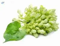 Cowslip Creeper Flower (Dok Kajorn)