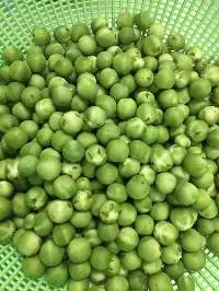 Pea Eggplant (Makhua Phuang)