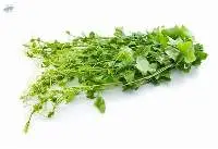 Ivy Gourd (Tam-Leung)