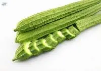 Angle Luffa (Buab)