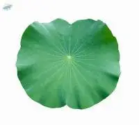 Lotus Leaves (Bai Bua)