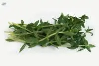 Finger Grass (Pak Kayang)