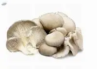 Eryngii Mushrooms