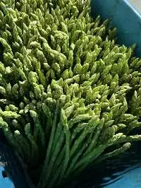 Asparagus (Naw Mai Falang)