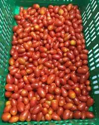 Cherry Tomato