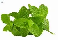 Kitchen Mint (Bai Saranae)