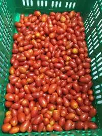 Cherry Tomato