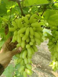 Fresh Grapes