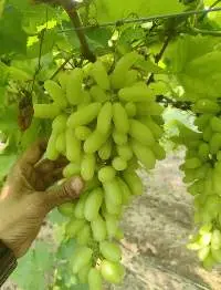 Fresh Grapes