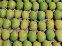 Alphanso Mango