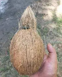 Coconut