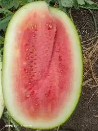 Fresh Watermelon