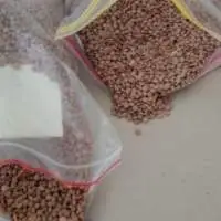 Red Lentil