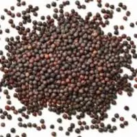 Canola Seeds