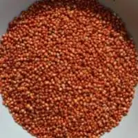 Sorghum