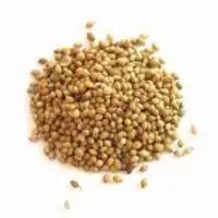 Coriander Seeds