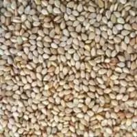 Sesame Seeds (Natural white)