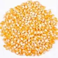 Yellow Maize