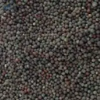 Rapeseeds 