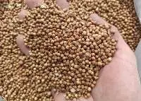Coriander Seeds