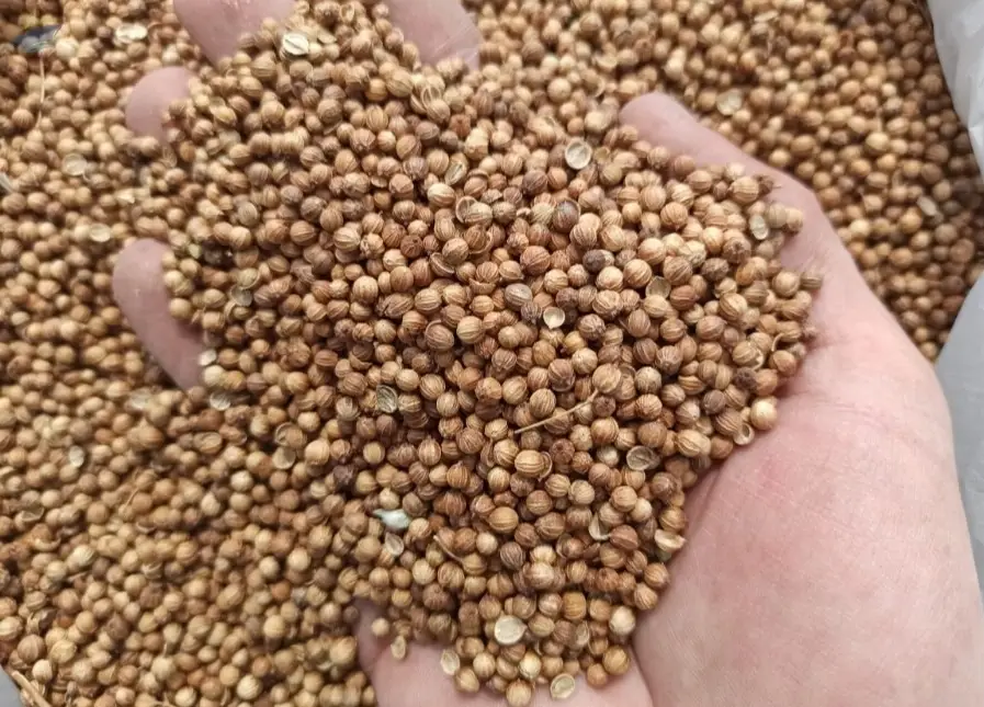 Coriander Seeds