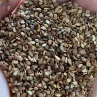 Red Sesame