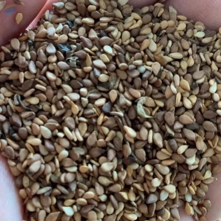 Red Sesame