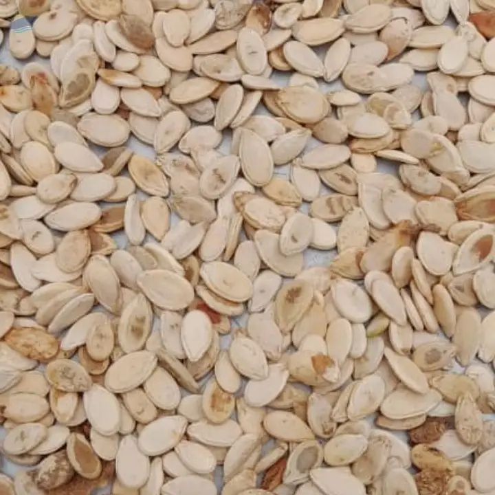 Watermelon Seeds