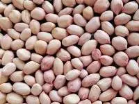 Java Peanuts