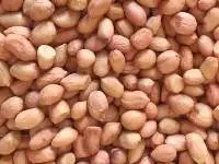 TJ Peanuts