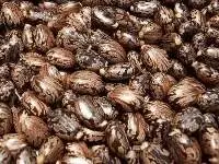 Castor Seeds