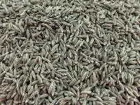 Cumin Seeds