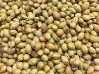 Coriander Seeds