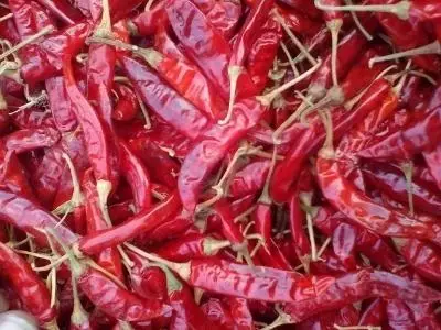 Dry Red Chilli