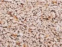 Psyllium Seeds