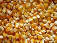 Yellow Corn