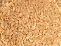 Wheat Whole