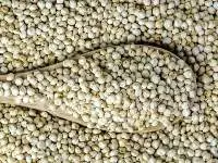 Sorghum Seeds