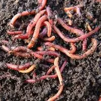 Agriculture Eiseniafetida Red Worms