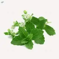 Stevia Plants