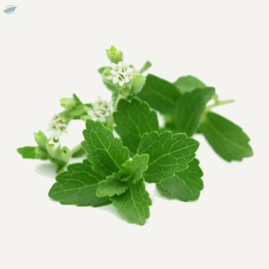 Stevia Plants