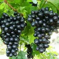 Fresh Black Grapes