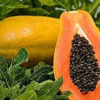 Fresh Papaya