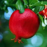 Pomegranate
