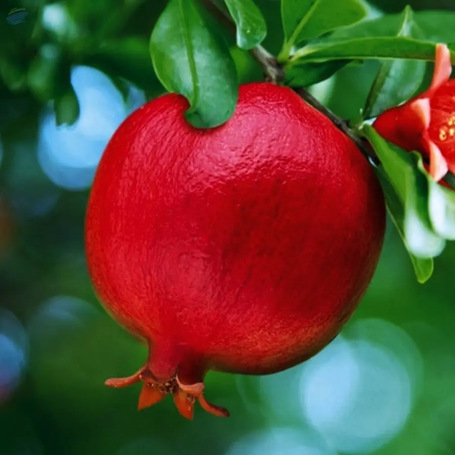 Pomegranate