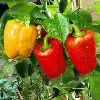 Colour Capsicum