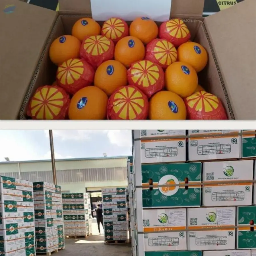 Fresh Valencia Orange