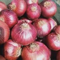 Red Onion From Egypt
